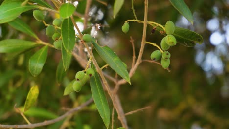 small sick olive tree with black dots on its fruits, dry branch swaying in the wind, low angle view