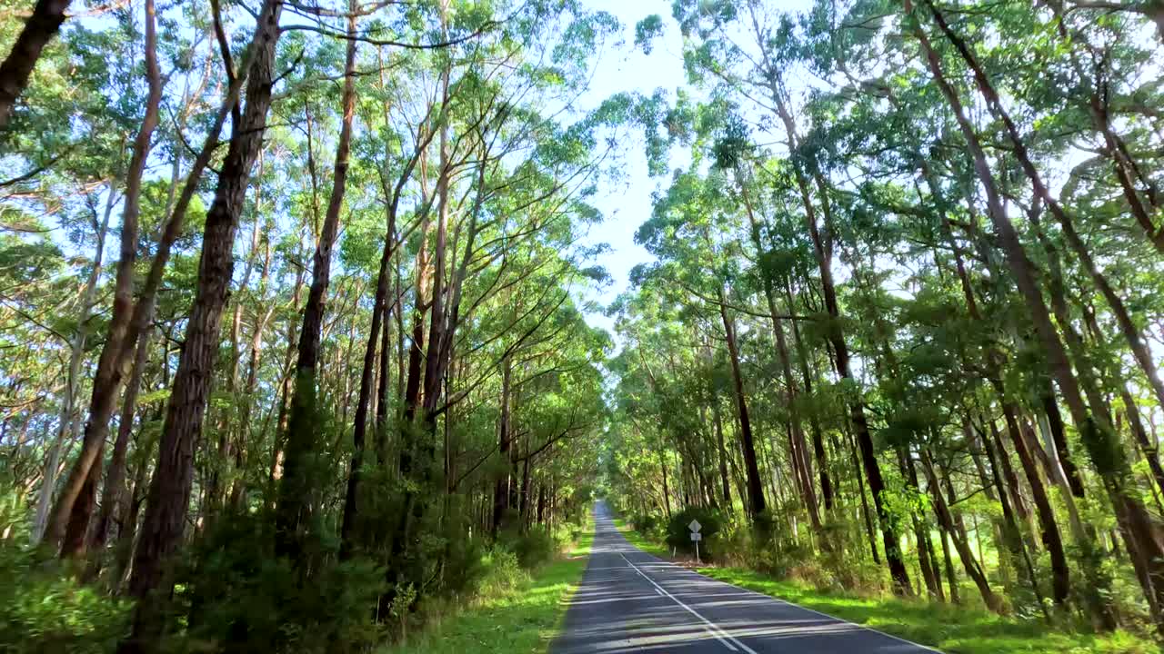 위대한 바다 도로를 따라 조용한 드라이브, 웅장한 나무와 푸른 초록색을 보여주는 밝은 낮빛 아래, 부드러운 움직임으로 포착