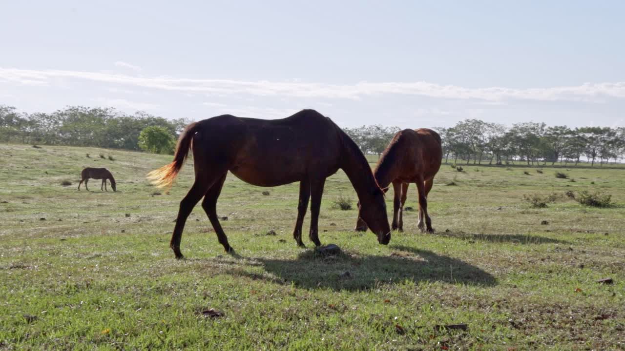 en un día soleado, el caballo come la hierba, en una granja en el caribe