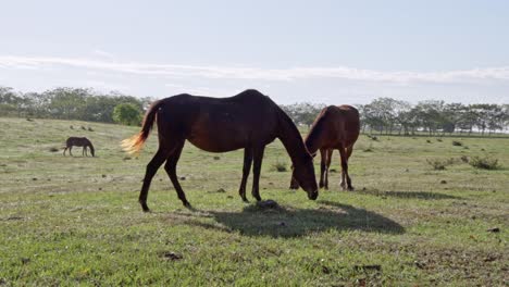 En-Un-Día-Soleado,-El-Caballo-Come-La-Hierba,-En-Una-Granja-En-El-Caribe