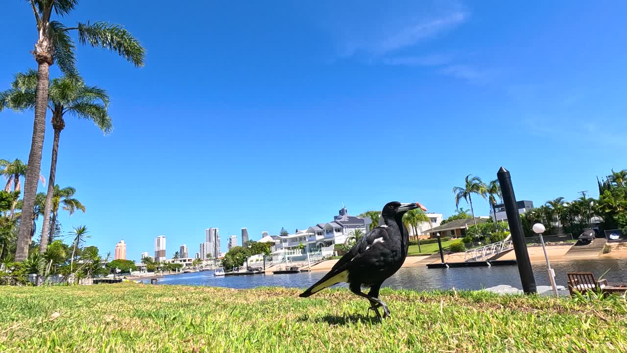 사이 이 많은 잔디을 가로질러 고 있다