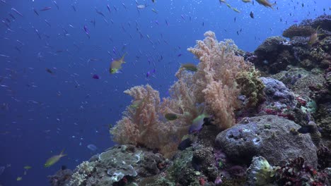 busy coral reef with many reef fishes and orange soft corals in front of blue ocean