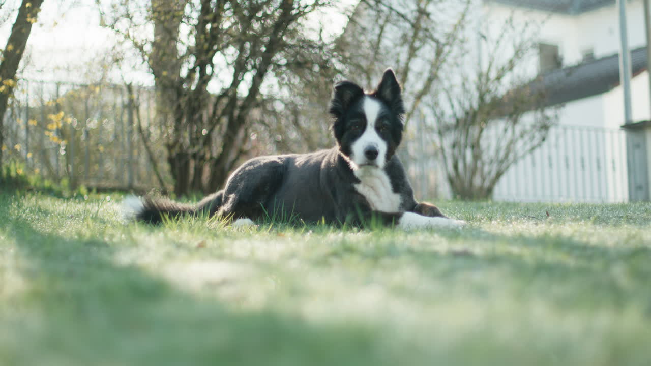 Un pastore australiano bianco e nero con una toelettatura estiva fresca, sdraiato su un prato verde in un giardino soleggiato. Il cane inizia stabilendo un contatto visivo diretto con la telecamera prima di girare lentamente la testa verso