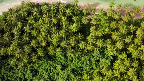 Aerial-top-down-shot-of-palm-tree-tops-and-green-lagoon-in-Indonesia