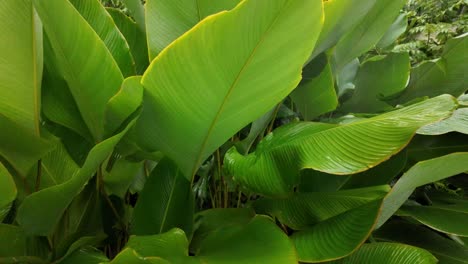 canna discolor plant nature bright green lush tropical exotic garden