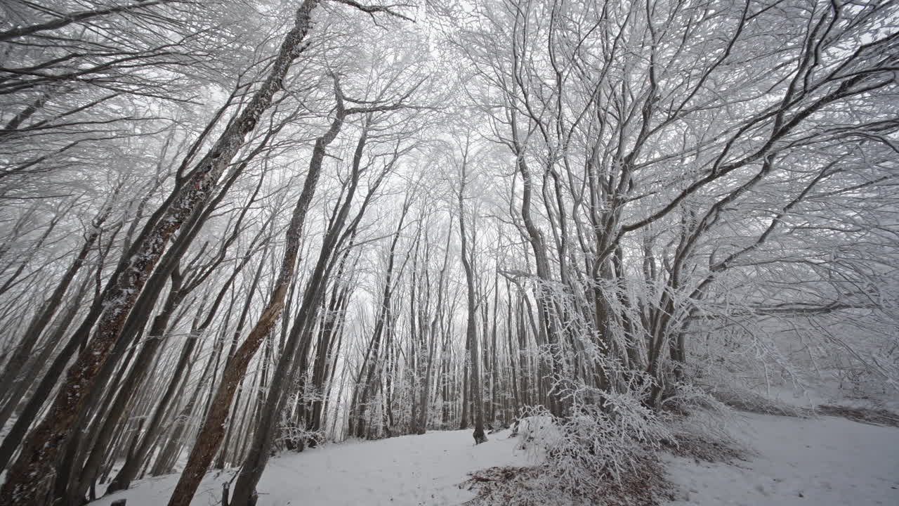 Snow-covered winter forest with tall, bare trees and icy branches stretching upward