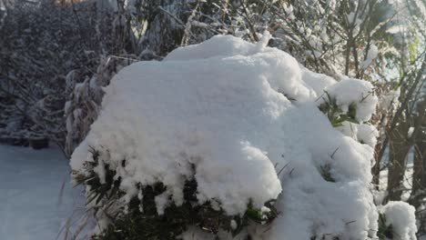 Toma-De-Movimiento-De-Nieve-En-Un-Jardín