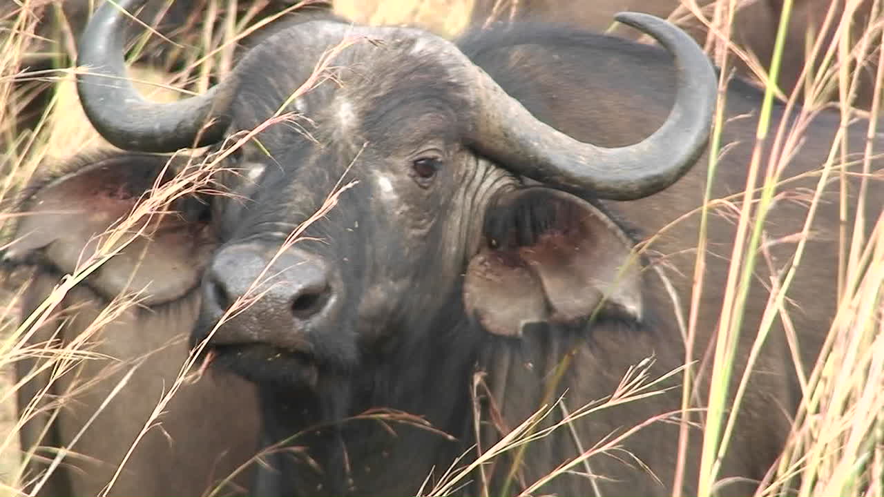 un búfalo se sienta en la hierba entre una gran manada