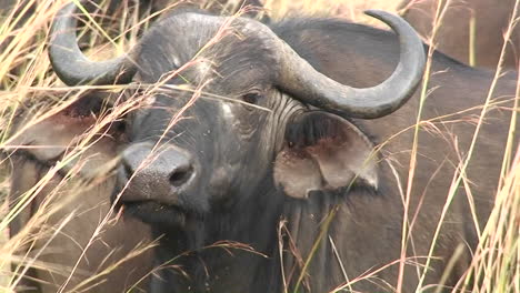 one buffalo sits in grass amongst a large herd