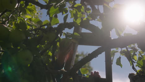 a young boy picks apples up in a tree as the sun shines through the branches