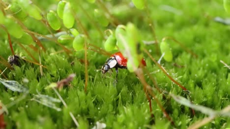 close-up wildlife of a ladybug in the green grass in the forest