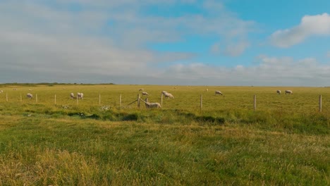 a herd of sheep is grazing in a pasture on a sunny summer day
