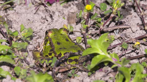 Nahaufnahme-Eines-Grünen-Iberischen-Frosches-In-Der-Nähe-Des-Wasserrandes