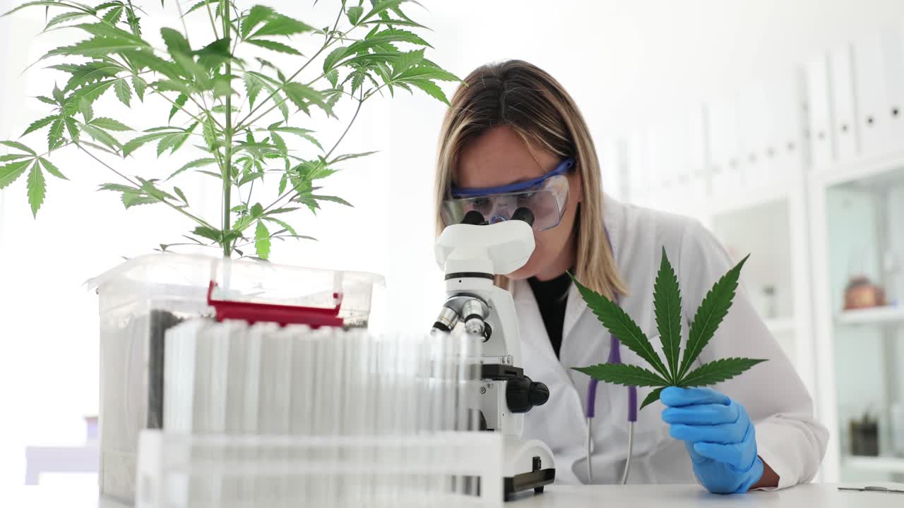 Scientist studying cannabis plant in a laboratory