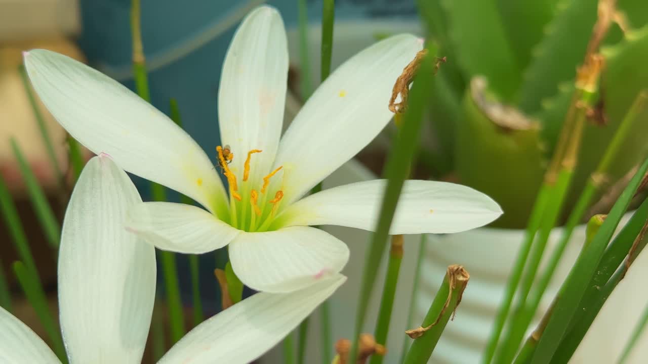 close-up of a pristine white Rain Lily (Zephyranthes candida) a charming bulbous perennial known for its delicate, funnel-shaped blossoms with a tiny pollinator flying on it