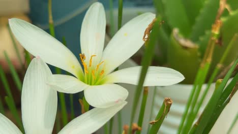 close-up of a pristine white rain lily (zephyranthes candida) a charming bulbous perennial known for its delicate, funnel-shaped blossoms with a tiny pollinator flying on it