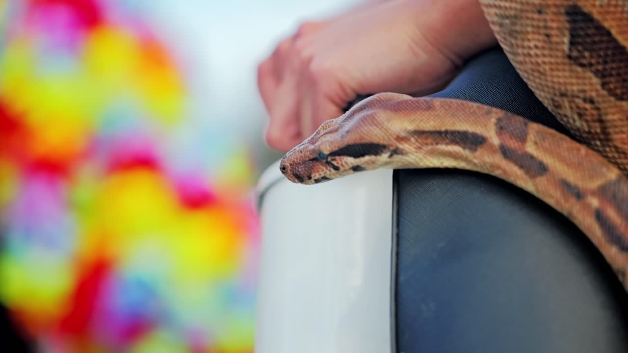 Ripresa cinematografica che mostra una donna calma e un serpente esotico, creando un contrasto unico.
