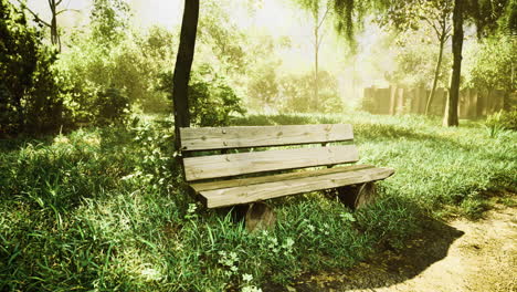 wooden bench in peaceful green park illuminated by morning sunlight