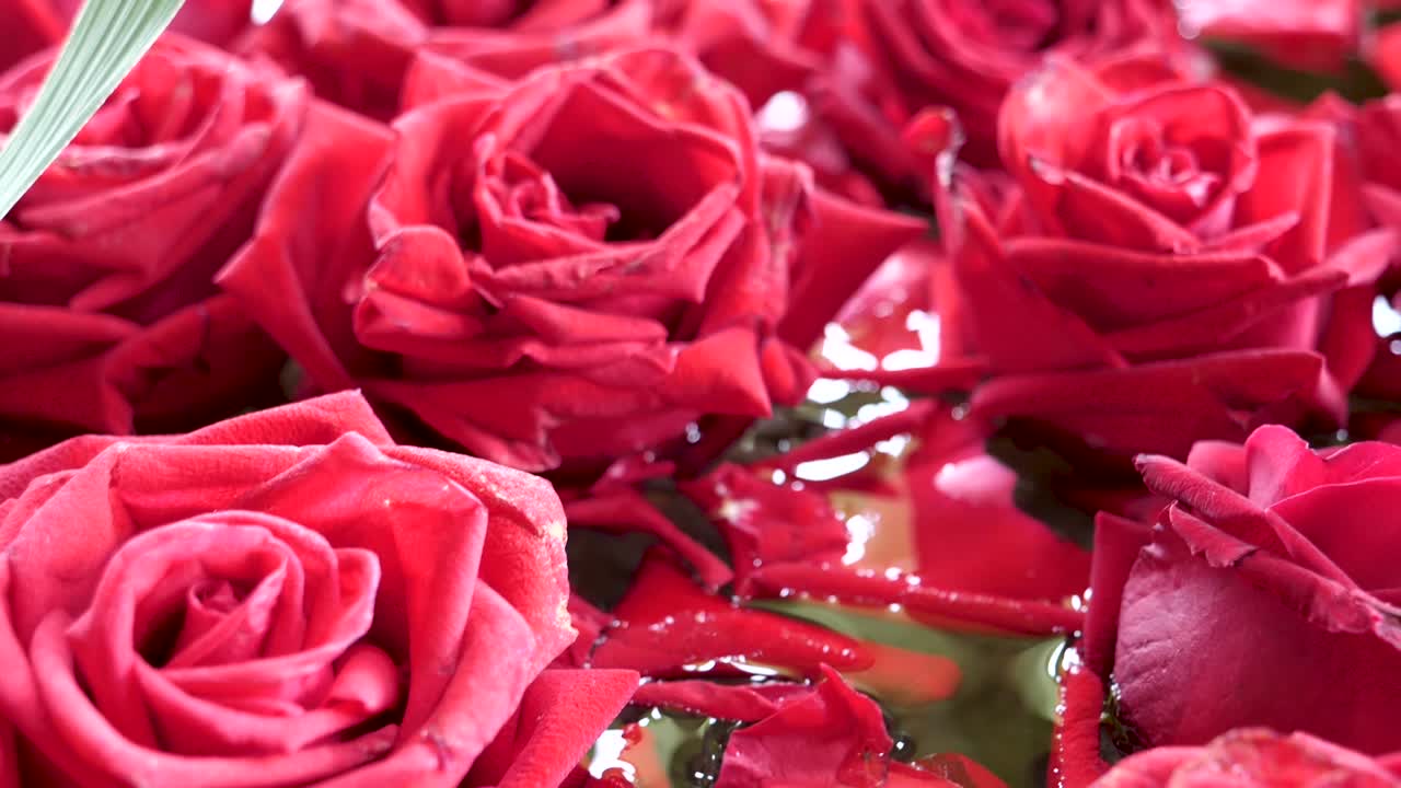 Bunch of Beautiful Fresh Blooming Red Roses, Close Up