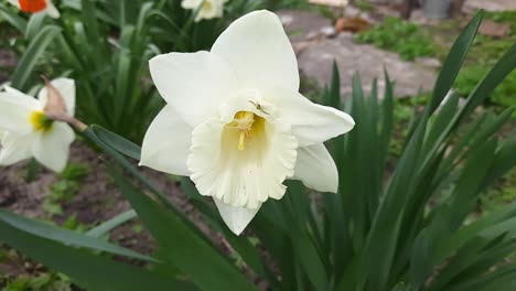 flor de narciso con pétalos blancos y corona blanca en forma de trompeta