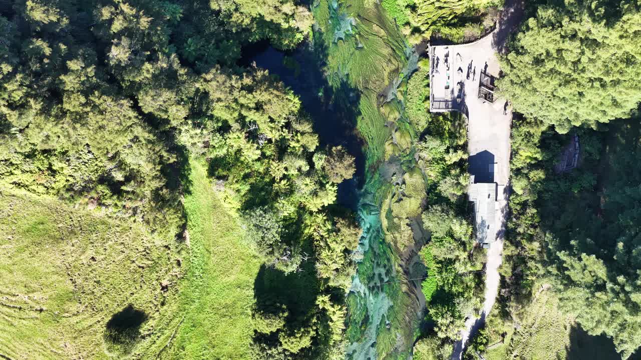 Fiume di sorgente limpido che scorre attraverso la foresta accanto al Te Waihou Walkway vicino a Hamilton, Nuova Zelanda