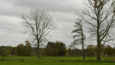 Una-Impresión-De-La-Escena-Del-Color-De-La-Naturaleza-En-Otoño,-Hojas-Que-Caen-En-Las-Calles