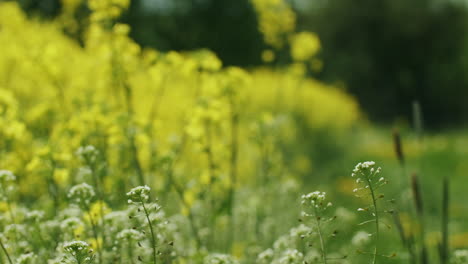 medium close up shot of typical herbs near a rape field