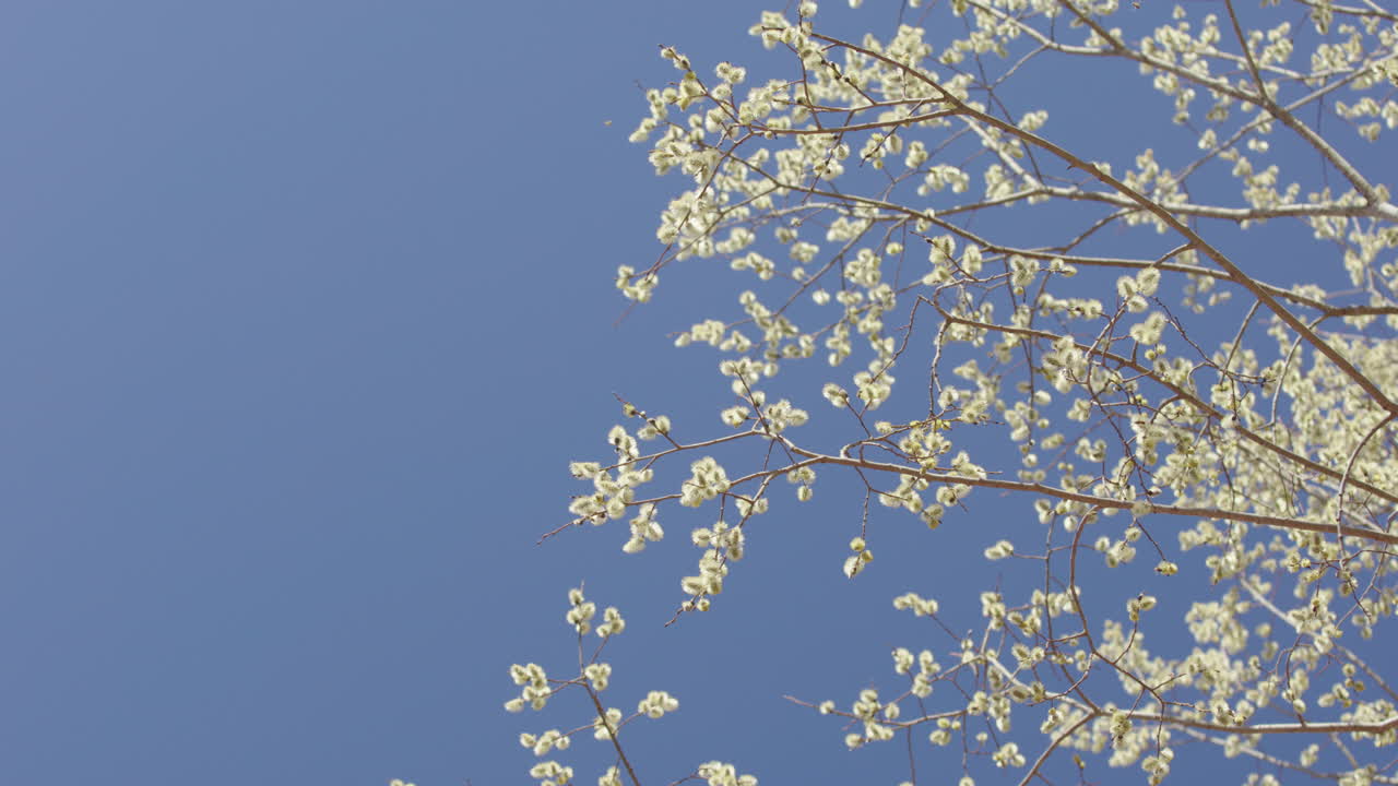 Fluffy white spring buds of tree against blue sky being pollinated by honeybees