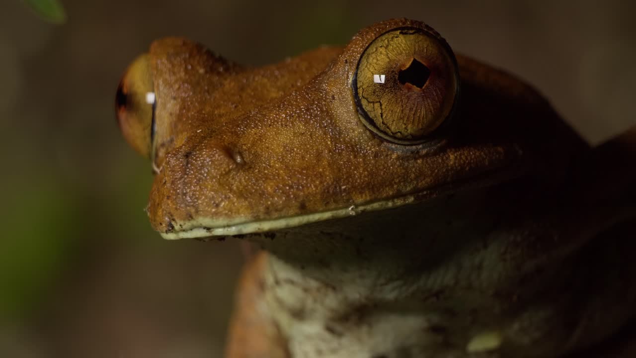inclínate hacia la cara de una rana arborícola sentada firme con grandes ojos sosteniendo una hoja