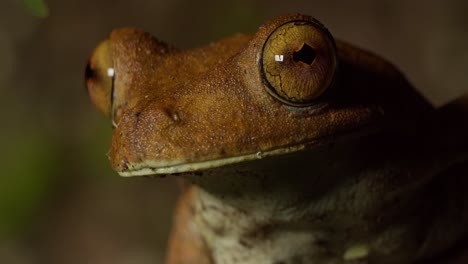 Neige-Dich-Nach-Oben-Zu-Einem-Laubfroschgesicht,-Das-Fest-Sitzt-Und-Große-Augen-Hat,-Die-Ein-Blatt-Halten