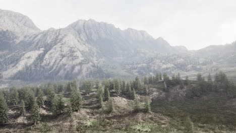 pines forest growing on the mountains