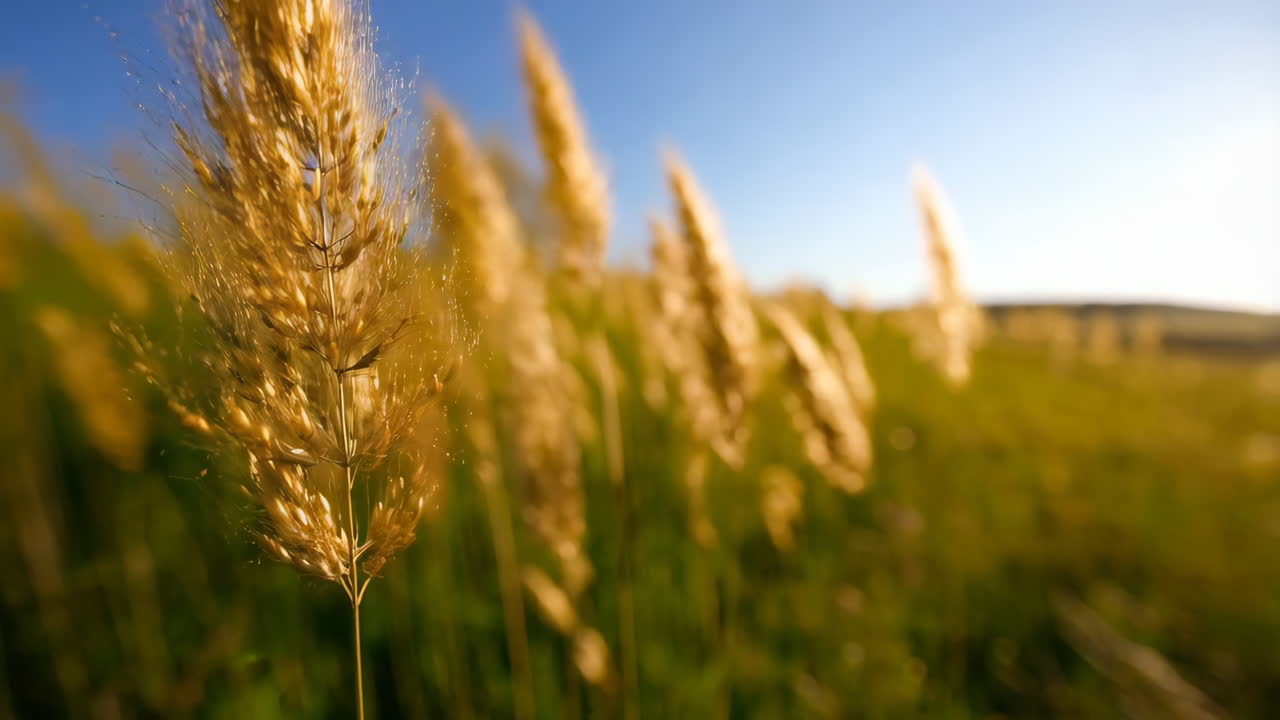 Golden Grass Field Under Blue Sky