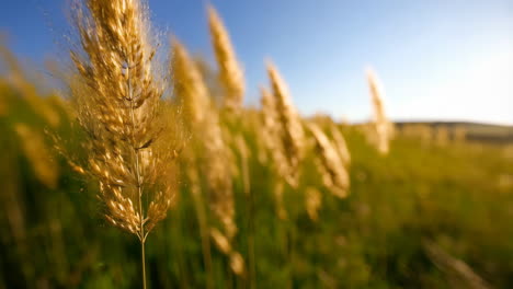golden grass field under blue sky