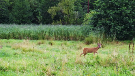 lone roe deer walking on the grassland