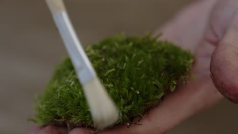 a young female botanist creates a tiny live forest ecosystem in a huge glass jar - caring for the moss - a tight close-up