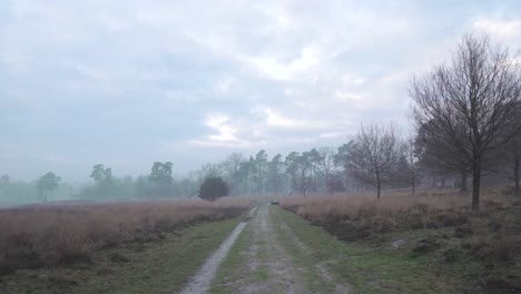 misty forest path