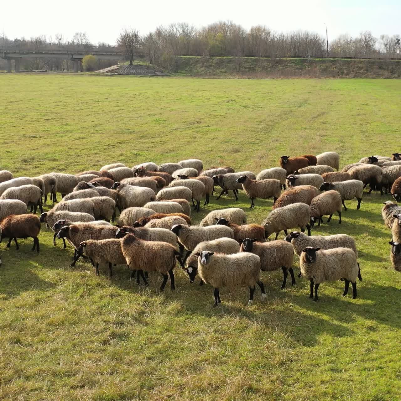 Massive herd of sheep grazing at a farm ranch. Aerial view of a farm with sheeps