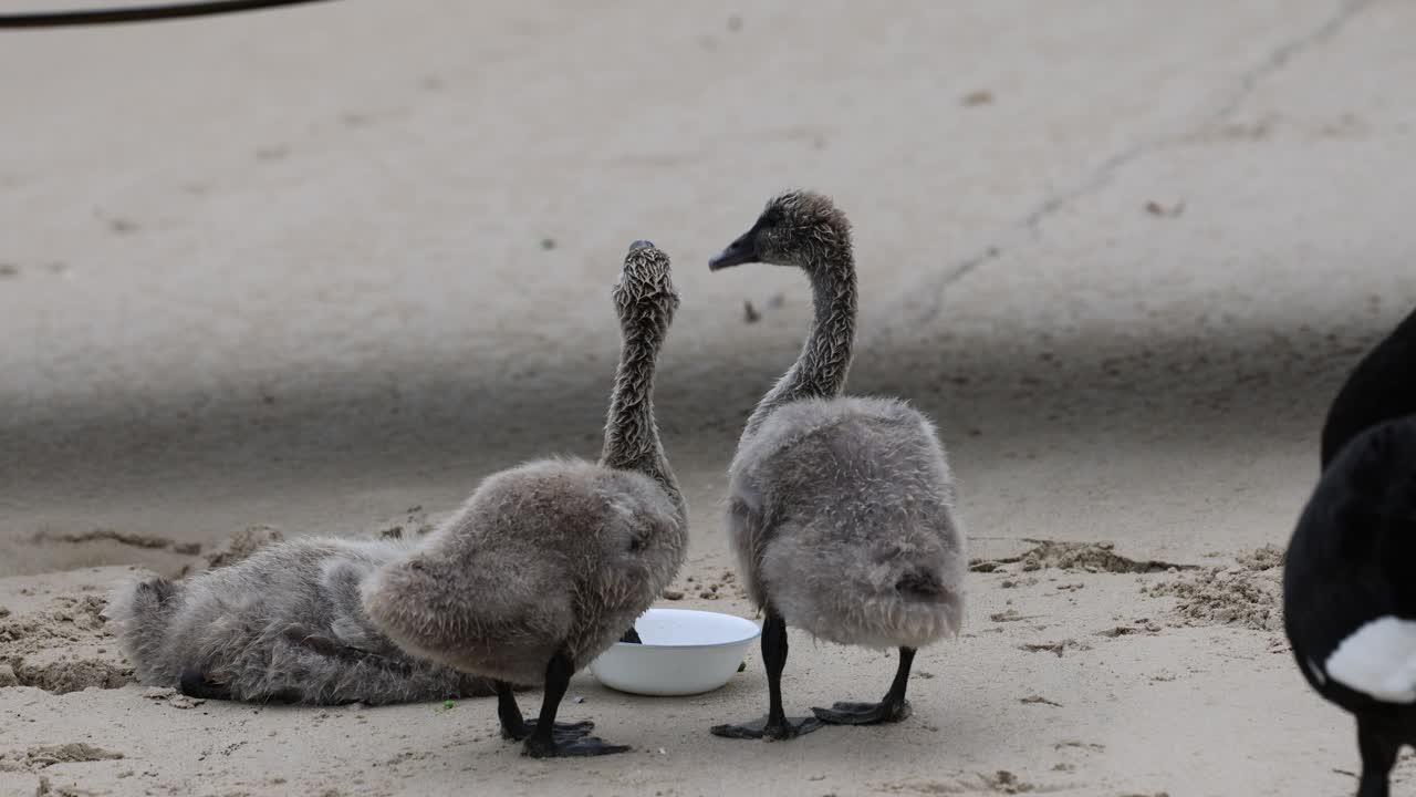 백조 새끼 와 성충 이 모래 에서 함께 먹이 를 먹고 있다