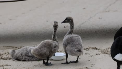 los polluelos de cisne y los adultos se alimentan juntos en la arena.