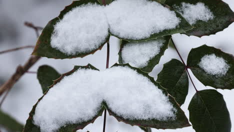 frozen branches