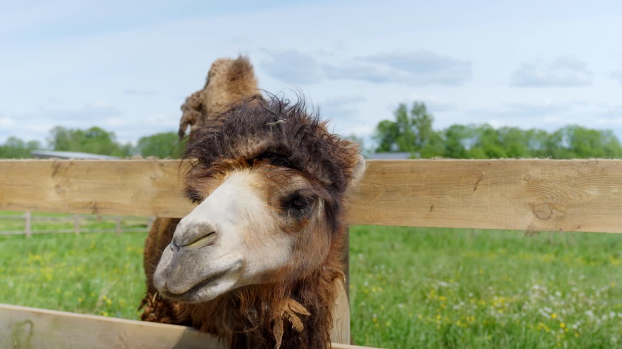 Person reaching out to feed a Bactrian camel through wooden fence
