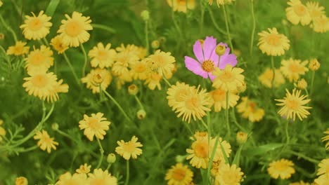 Manzanilla-Ojo-De-Buey,-Cosmos-De-Jardín-En-El-Campo