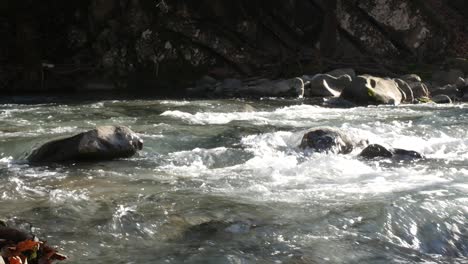 Flusslauf-Im-Wald