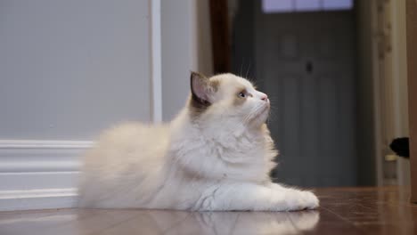 Lindo,-Encantador,-Longhair,-Ragdoll,-Gatito,-Gato,-Descansar,-En,-Piso