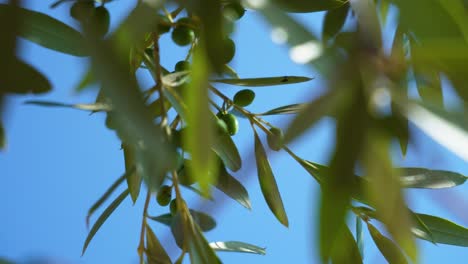 vue en angle bas de jeunes olives vertes devant un cliel bleu, feuillage au premier plan