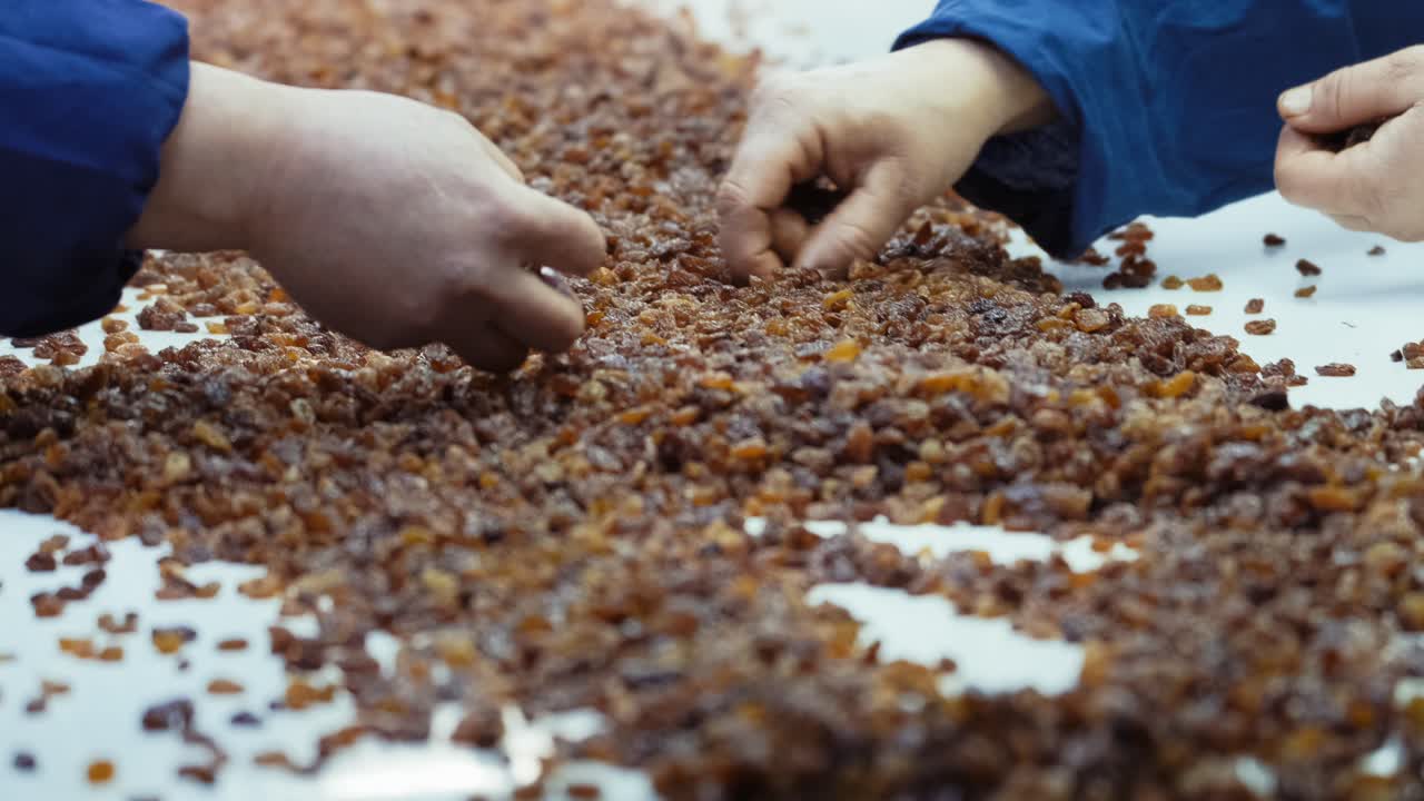 shot of the hands of two people cleaning the grapes on the sorting table