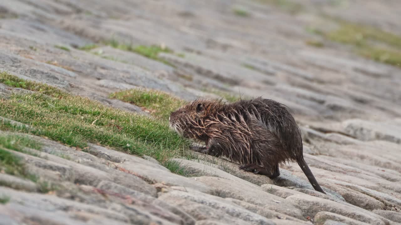 Nutria Coypu Myocastor Coypus grazing grass on river bank