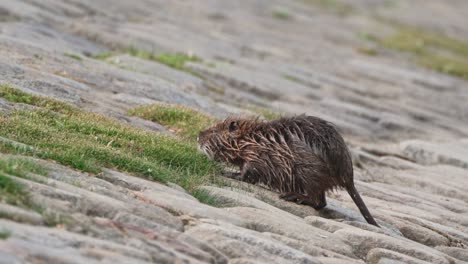 Nutria-Coypu-Myocastor-Coypus-grazing-grass-on-river-bank