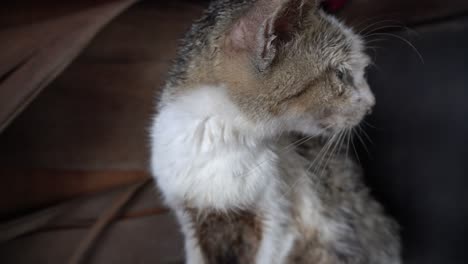 vista de cerca de un gato enfermo