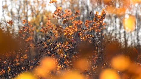 beautifully coloured trees with their orange leaves moving in the wind during sunset in alberta. fall in canada captured in full hd. bokeh foreground with a bush with black berries on it in focus.